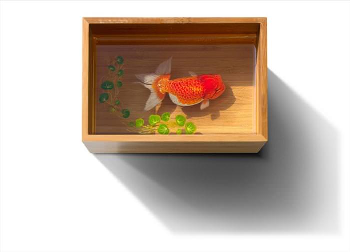 Retratos En 3D De La Vida Submarina, pez dorado en caja de madera