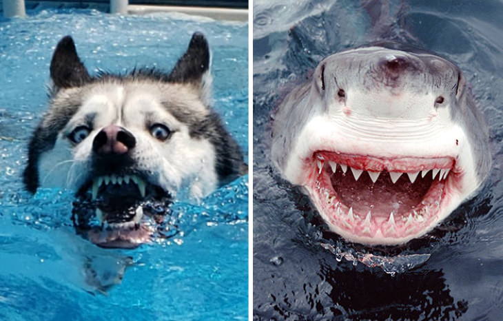 Perros Que Se Asemejan a Otras Cosas, tiburón y husky