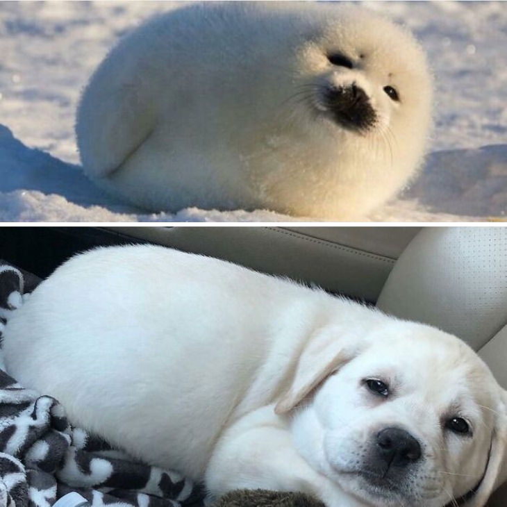 Perros Que Se Asemejan a Otras Cosas, Perro y cría de foca