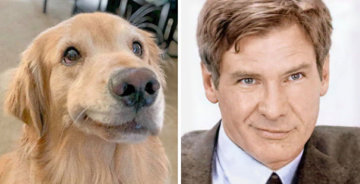 Perros Que Se Asemejan a Otras Cosas, Perro y Harrison Ford