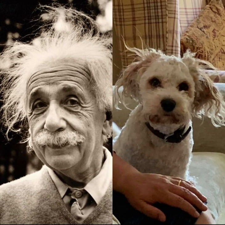 Perros Que Se Asemejan a Otras Cosas, Perro y Einstein