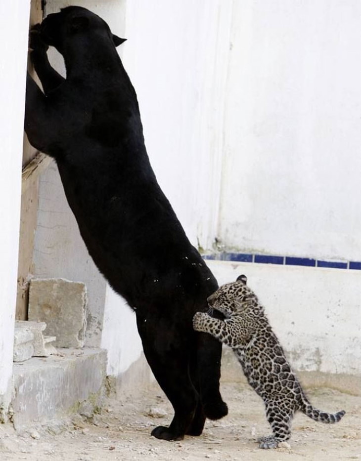 Fotos extrañas de animales leopardo y pantera