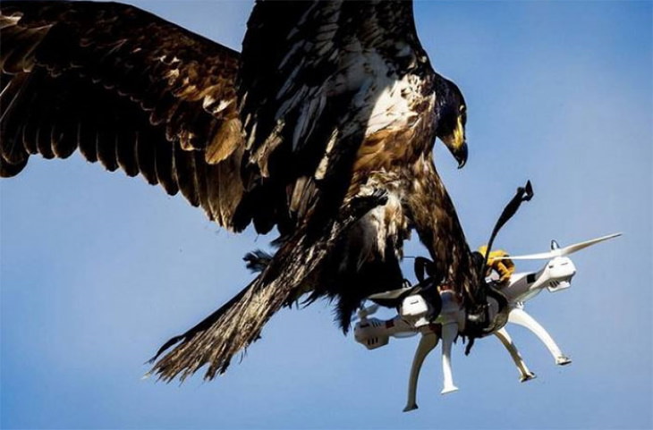 Fotos extrañas de animales águila y dron