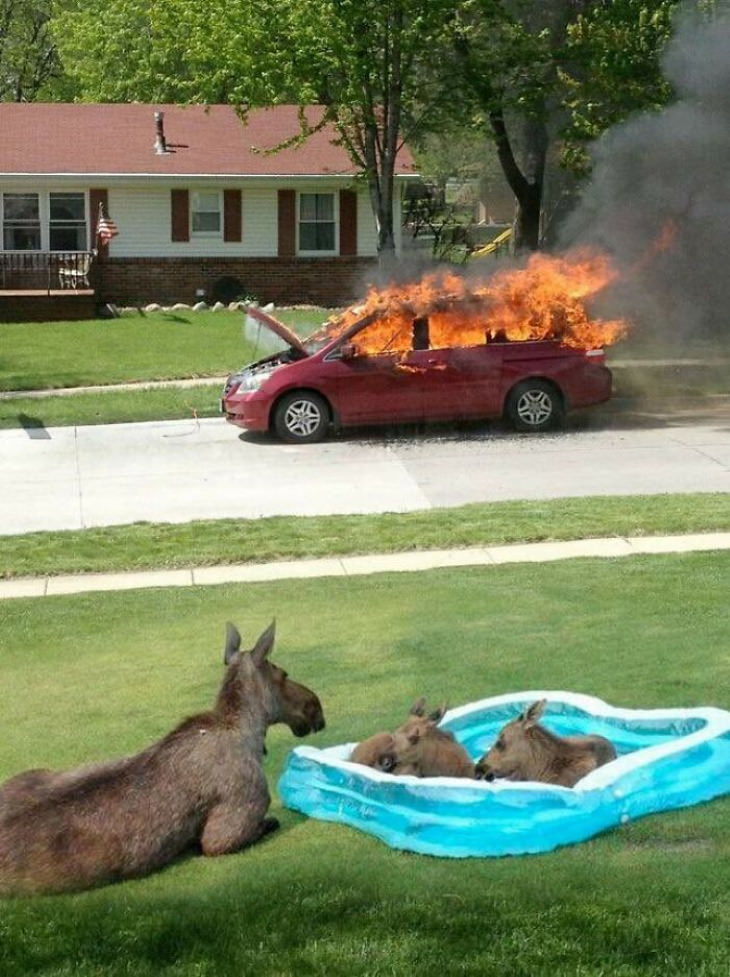 Fotos extrañas de animales alce y coche en llamas