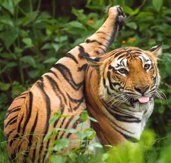 Fotos extrañas de animales tigre