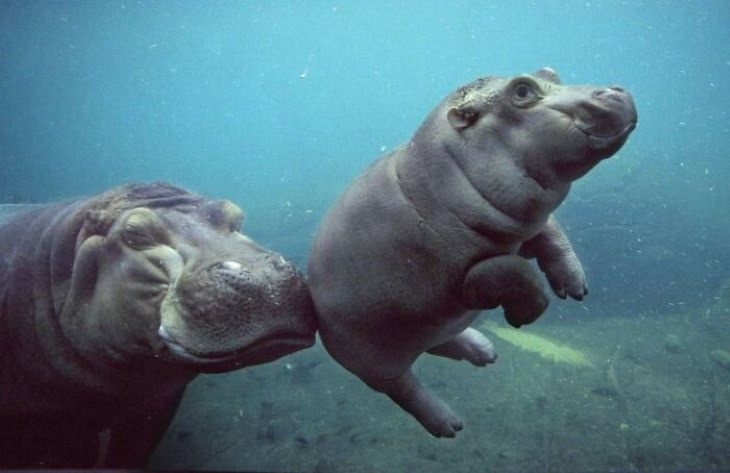 Fotos extrañas de animales hipopótamos