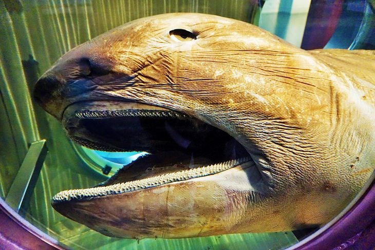 Animales desconocidos: tiburón megamouth