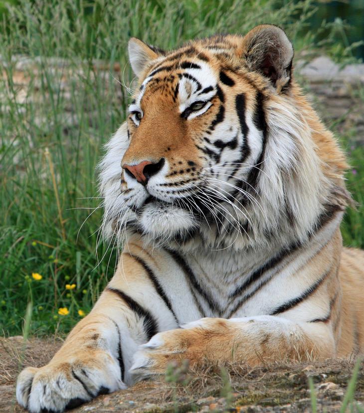 Animales Con Pelo Hermoso, tigre siberiano