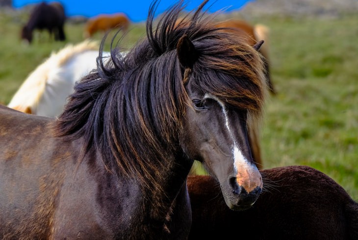 Animales Con Pelo Hermoso, caballo