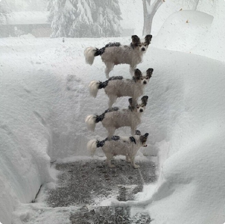 Búfalo Tormenta de nieve, perros
