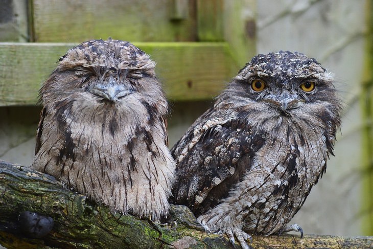 Unknown animals: tawny frogmouth