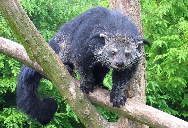 Animales desconocidos: binturong bearcat