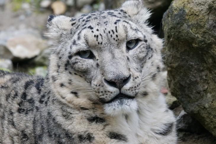 Animales Con Pelo Hermoso, leopardo de las nieves