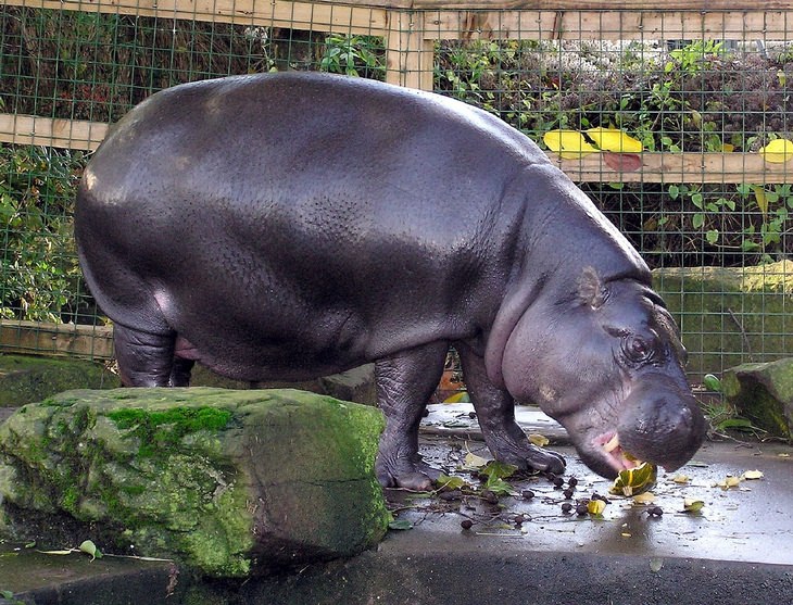 Animales desconocidos: hipopótamo pigmeo