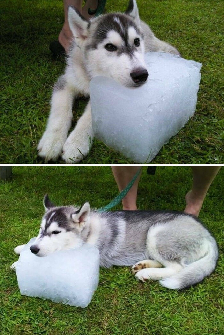 Perro descansando en el hielo