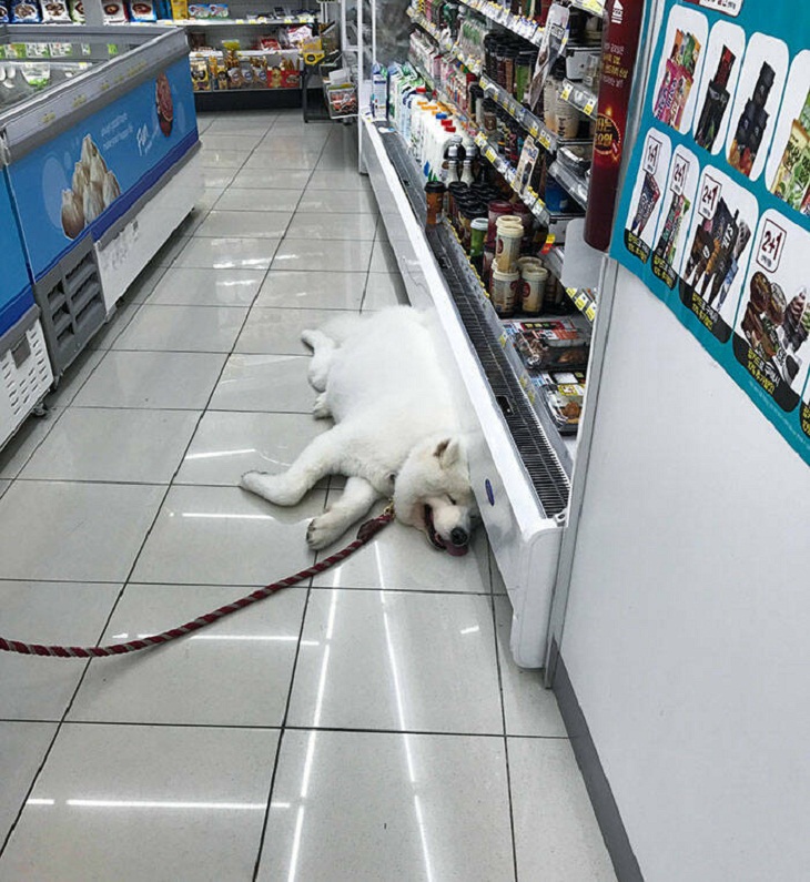 Perro en el supermercado