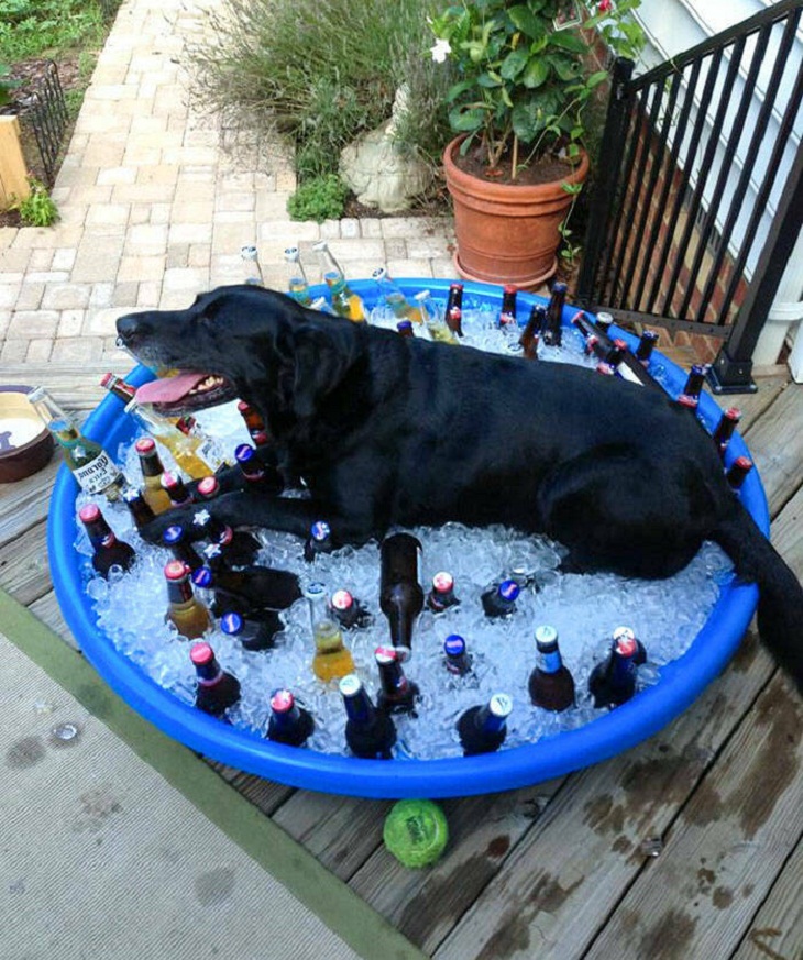 Perro en una tina con cervezas