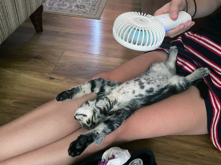 Gato con ventilador personal