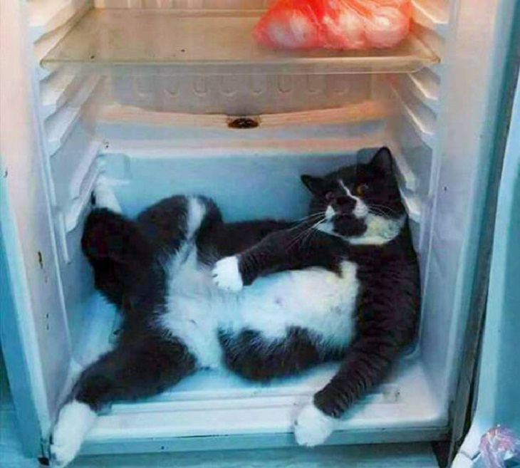Gato en el refrigerador