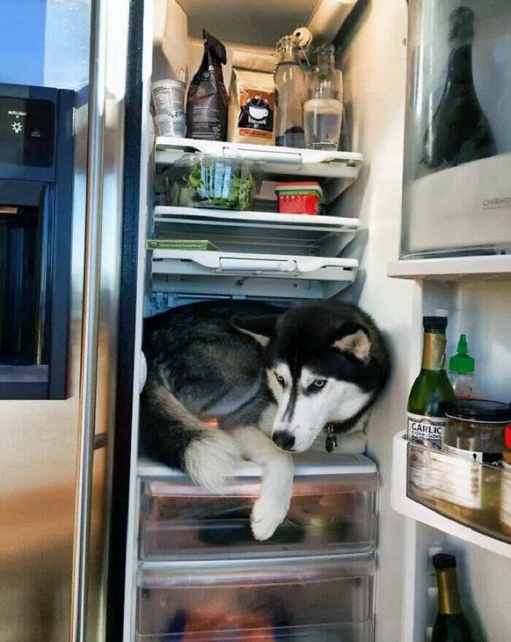 Perro en el refrigerador