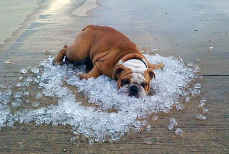 Perro descansa en el hielo