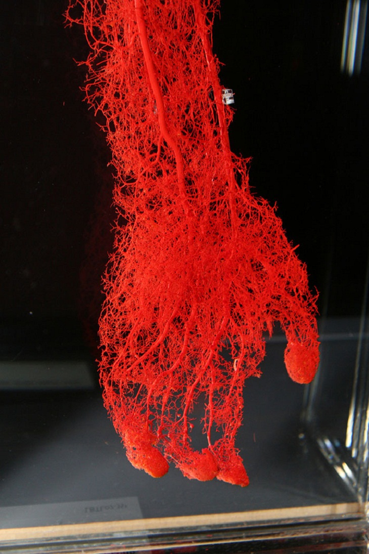 Vasos sanguíneos de una mano