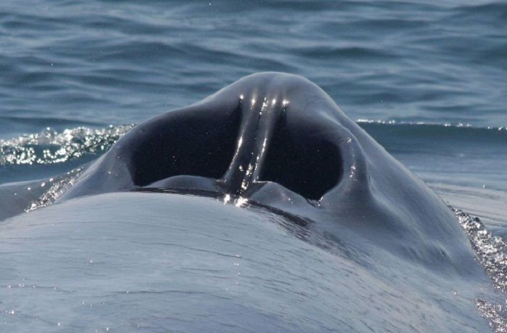 Espiráculo de una ballena azul
