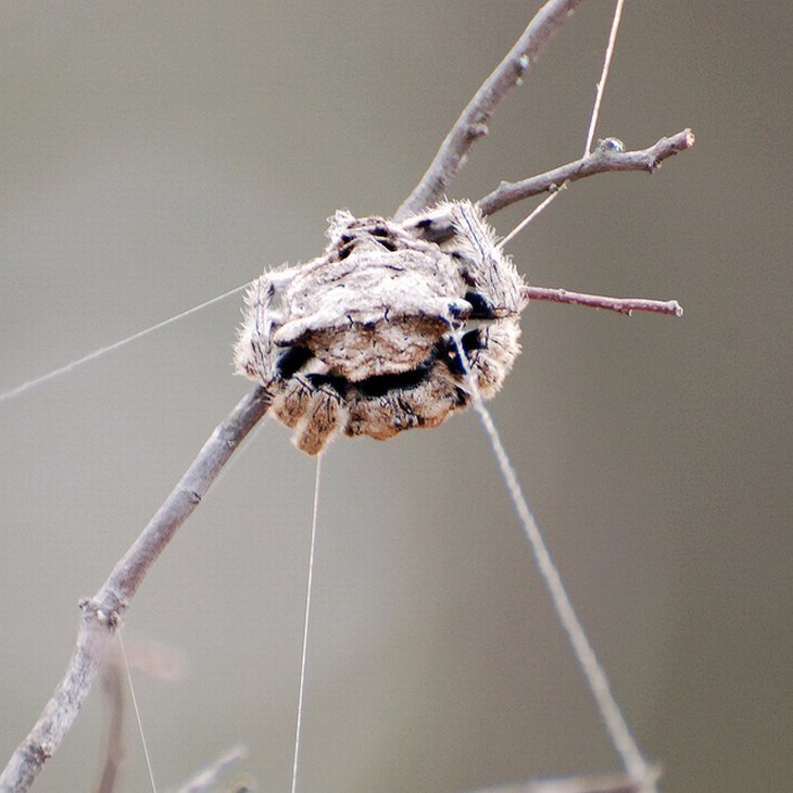 Animales De Madagascar, Araña de la corteza de Darwin