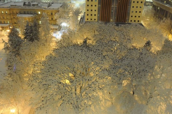 Cientos de cuervos posados en la nieve por la noche 