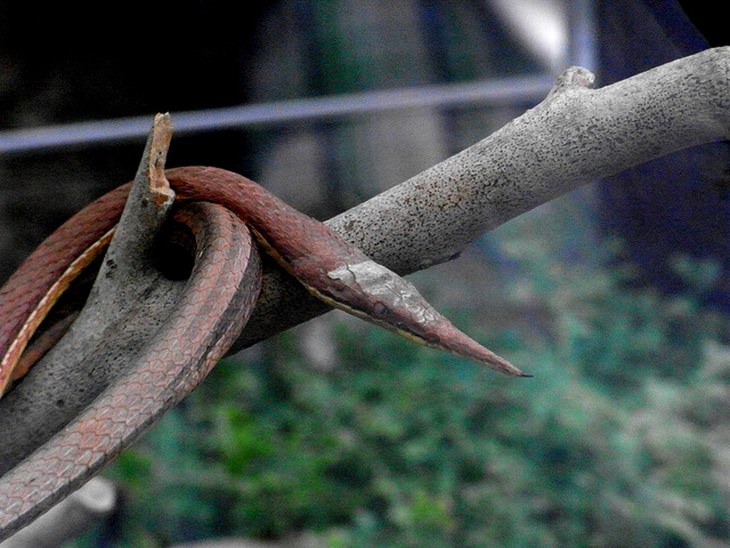 Animales De Madagascar, Serpientes malgaches de nariz de hoja