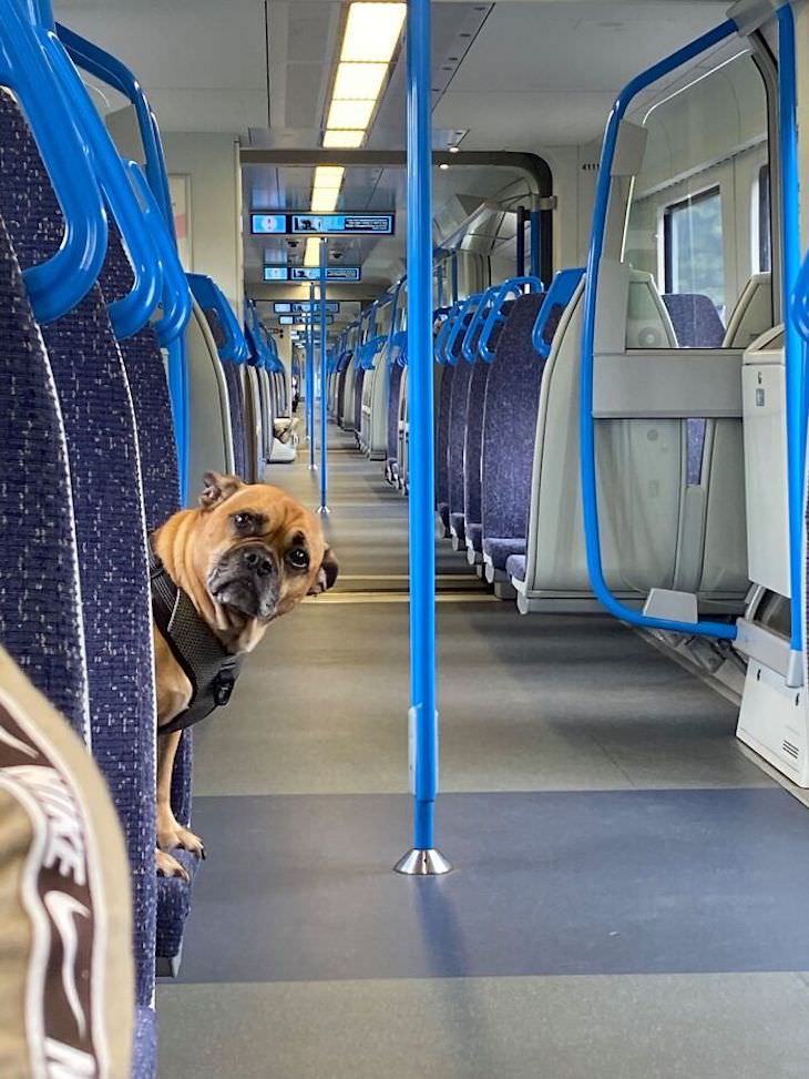 Perro en el tren