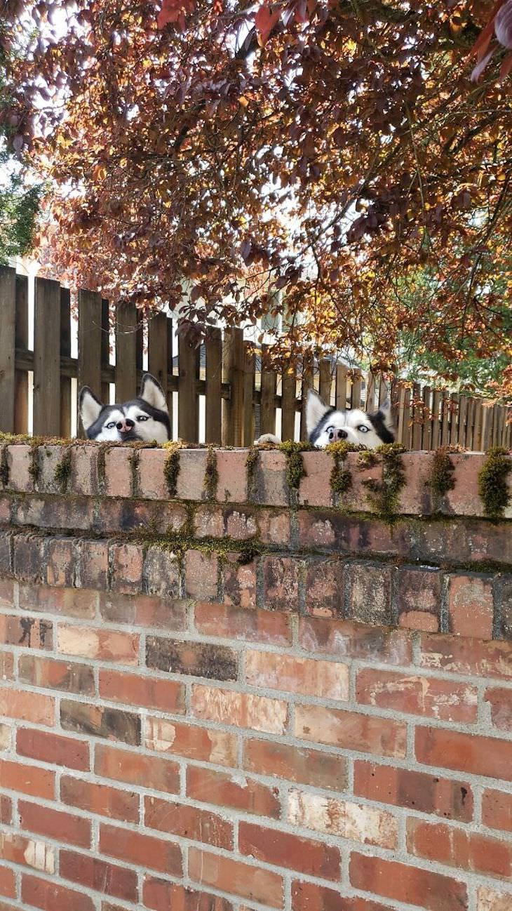 Perros en la cerca 