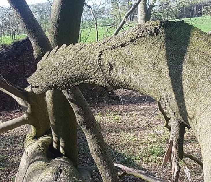 Fotos Confusas, rama de árbol