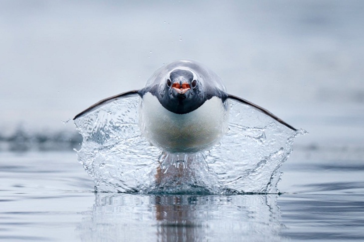 Pingüino papúa