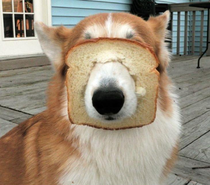Animales Graciosos, perro y rebanada de pan