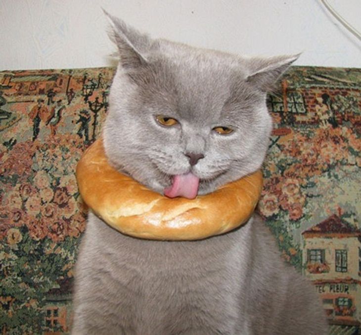 Animales Graciosos, gatos y un trozo de pan