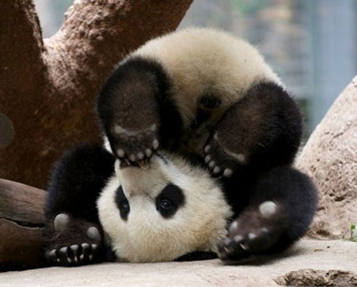 Animales Graciosos, panda