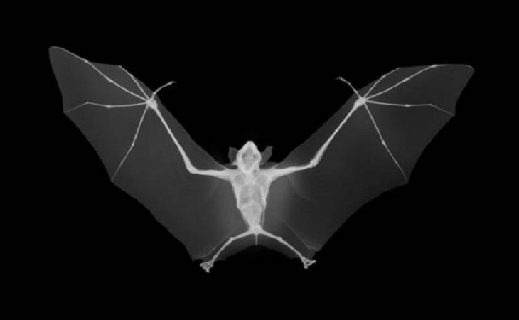 Rayos X, murciélago