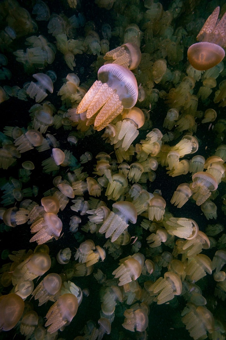 Reunión de medusas mosaico