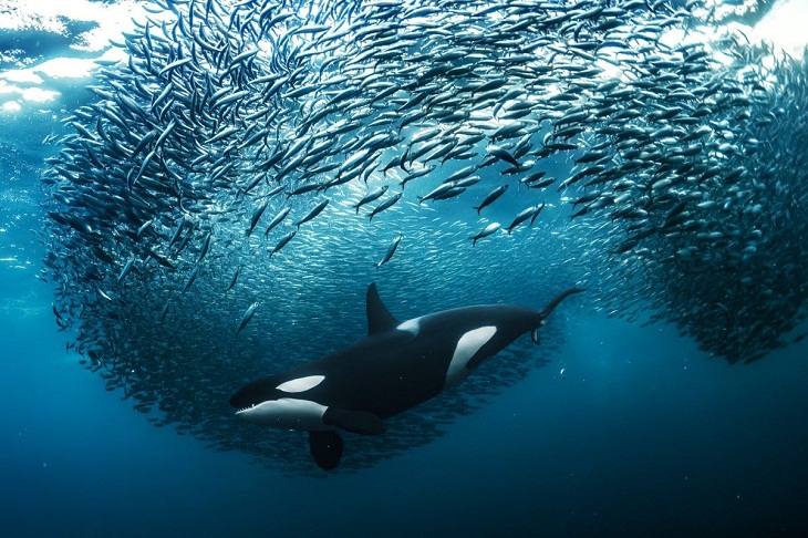 Orca se alimenta de arenques