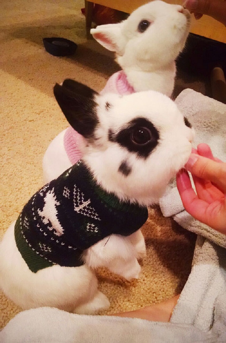 Animales Usando Suéteres