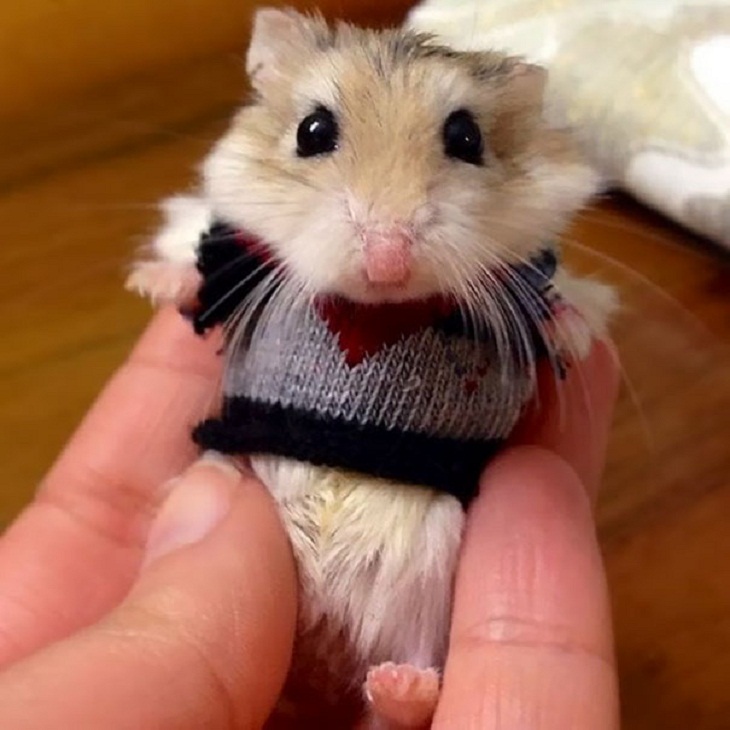 Animales Usando Suéteres