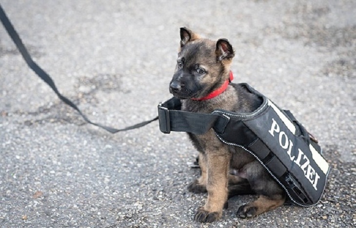 Cachorros Policías Adorables