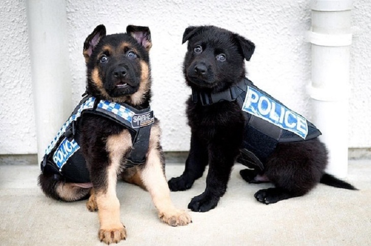 Cachorros Policías Adorables