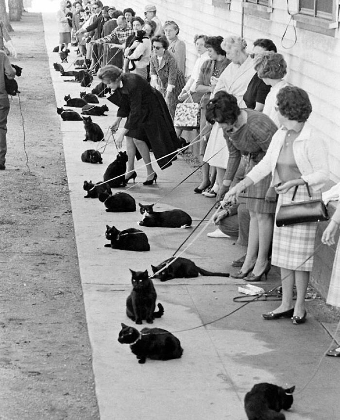 I1961, gatos negros se sometieron a pruebas de tela