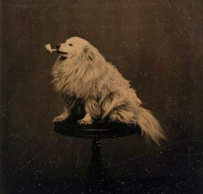 1875, mascotas adornadas con disfraces
