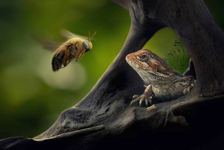 Retratos De Reptiles, lagarto y abeja