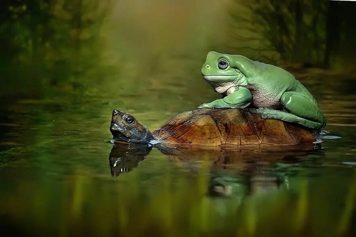 Retratos De Reptiles, tortuga y rana