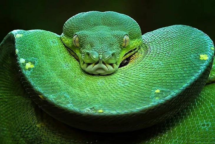 Retratos De Reptiles, serpiente