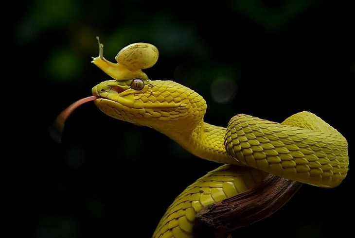 Retratos De Reptiles, caracol y serpiente